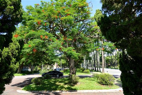 鳳凰木風水|鳳凰木 Delonix regia